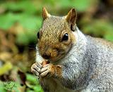 Grey Squirrel 9P52D-128